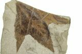 Fossil Sycamore (Macginitiea) Leaf - Green River Formation, Utah #325603-1